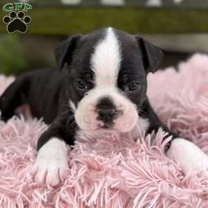 Jax, Frenchton Puppy