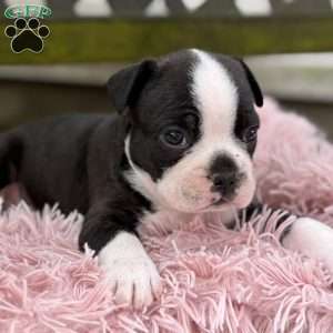 Jax, Frenchton Puppy