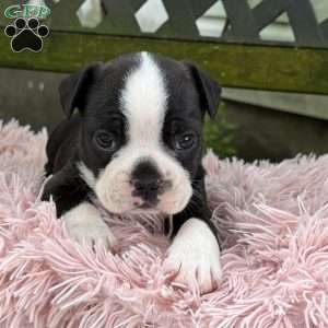 Jax, Frenchton Puppy