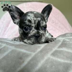 Bella, French Bulldog Puppy