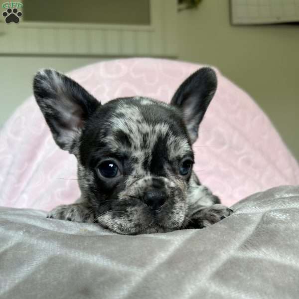Bella, French Bulldog Puppy