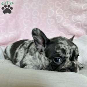 Bella, French Bulldog Puppy