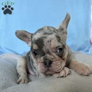 Max, French Bulldog Puppy