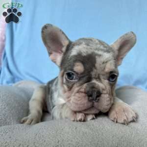Max, French Bulldog Puppy