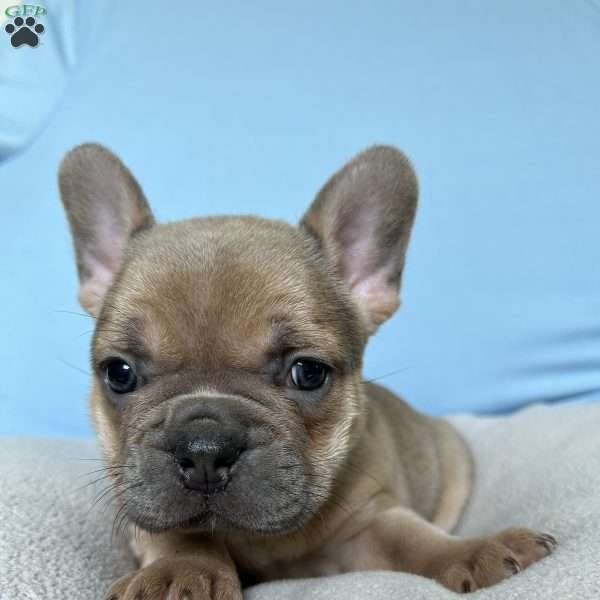 Cooper, French Bulldog Puppy