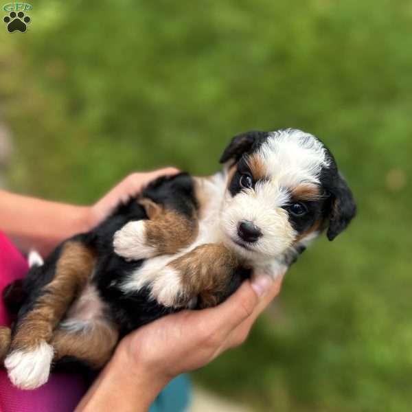 Luna, Mini Bernedoodle Puppy