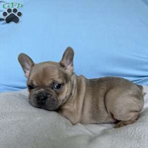 Cooper, French Bulldog Puppy