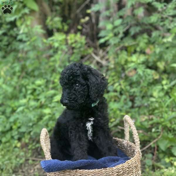 Navy, Standard Poodle Puppy