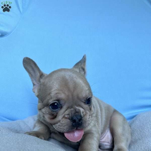 Charlie, French Bulldog Puppy