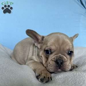 Charlie, French Bulldog Puppy