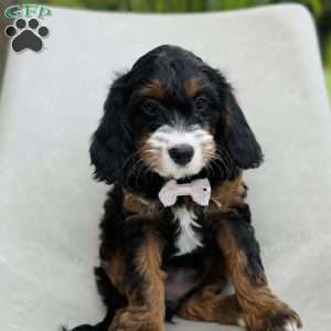 Amber, Cavapoo Puppy