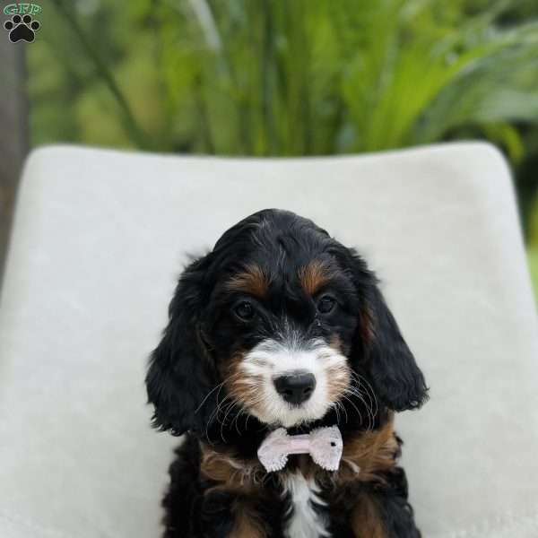 Amber, Cavapoo Puppy