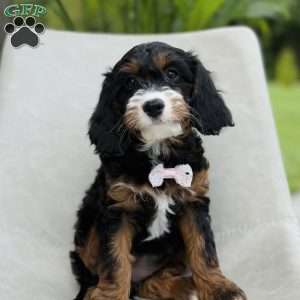 Amber, Cavapoo Puppy