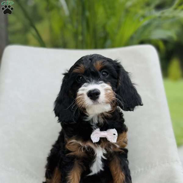 Amber, Cavapoo Puppy