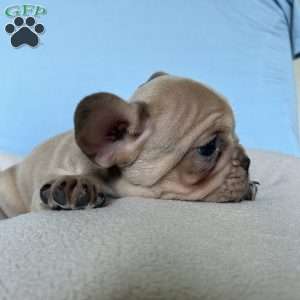 Charlie, French Bulldog Puppy