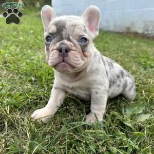 Max, French Bulldog Puppy