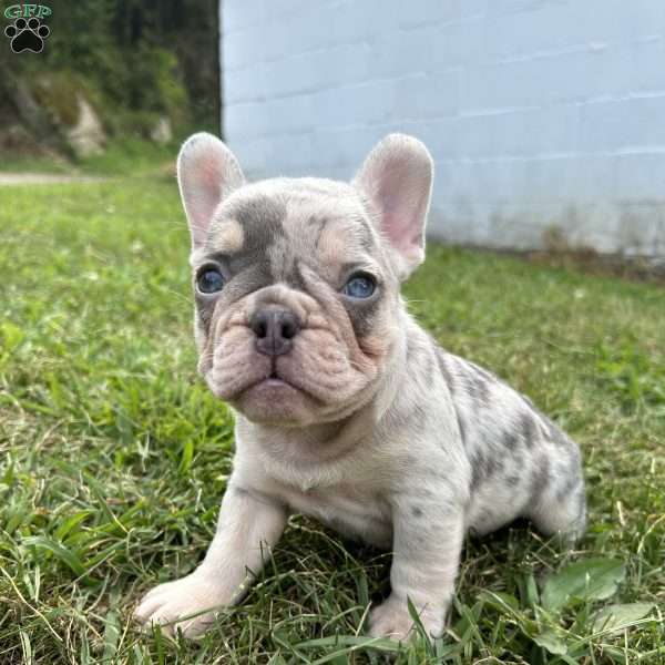 Max, French Bulldog Puppy