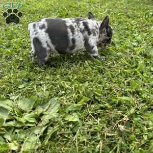 Bella, French Bulldog Puppy