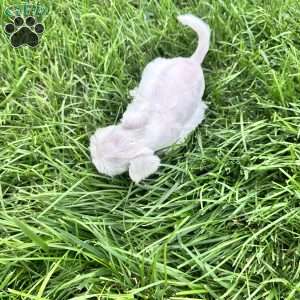Cloe, Miniature Schnauzer Puppy