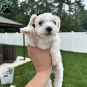 Cloe, Miniature Schnauzer Puppy