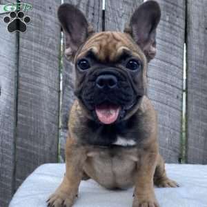 Sandy, French Bulldog Puppy