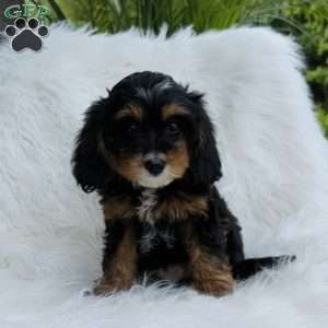 Rose, Cavapoo Puppy