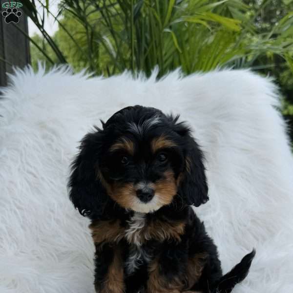 Rose, Cavapoo Puppy