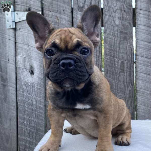 Sandy, French Bulldog Puppy