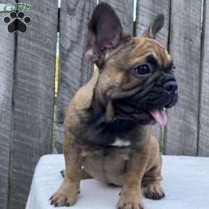 Sandy, French Bulldog Puppy