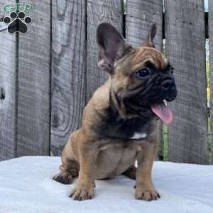 Sandy, French Bulldog Puppy