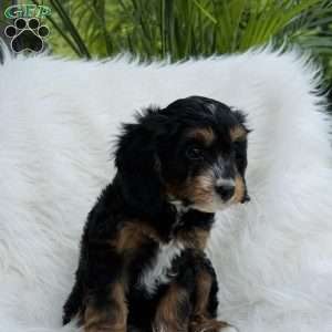 Cody, Cavapoo Puppy