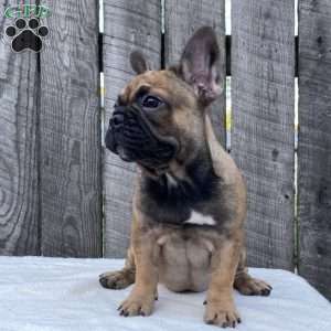 Sandy, French Bulldog Puppy