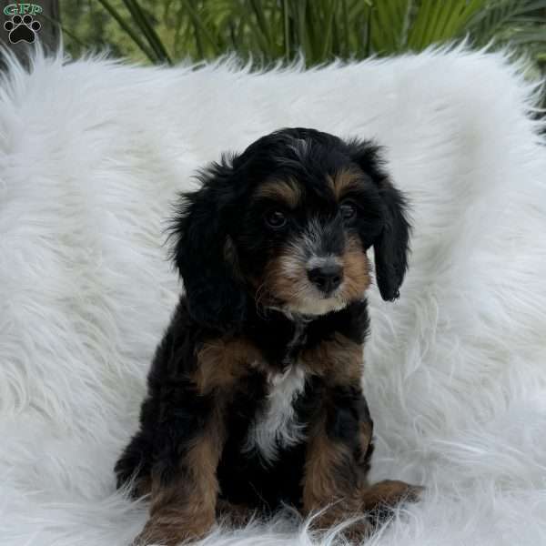 Cody, Cavapoo Puppy