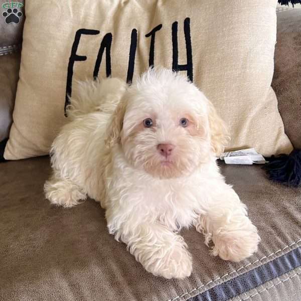 Austin, Havanese Puppy