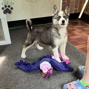 Anya, Siberian Husky Puppy