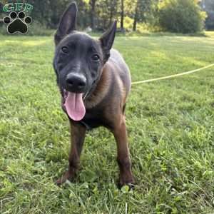 Boston, Belgian Malinois Puppy