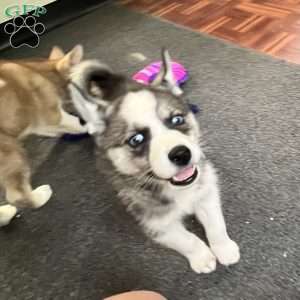 Anya, Siberian Husky Puppy