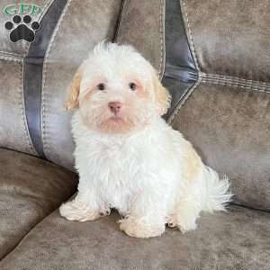 Austin, Havanese Puppy