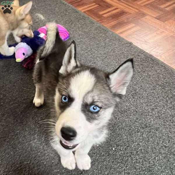 Anya, Siberian Husky Puppy