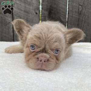 Sugar, French Bulldog Puppy