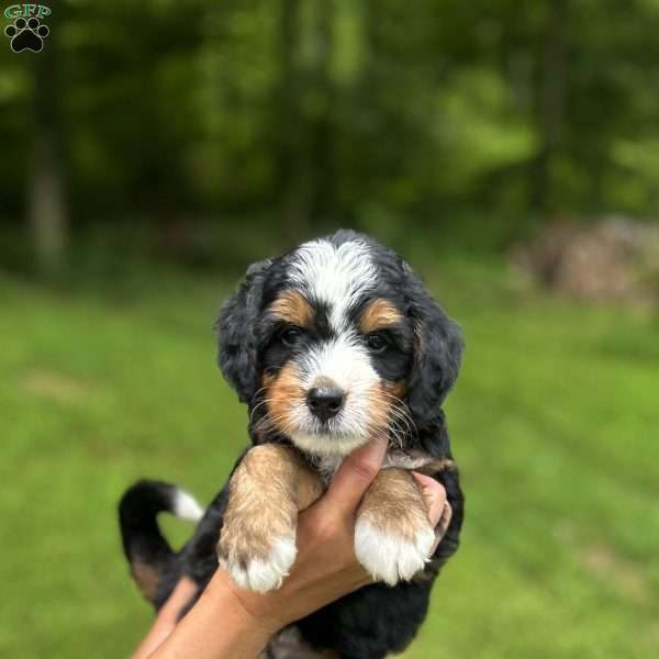 Bella, Mini Bernedoodle Puppy