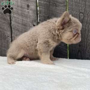 Sugar, French Bulldog Puppy