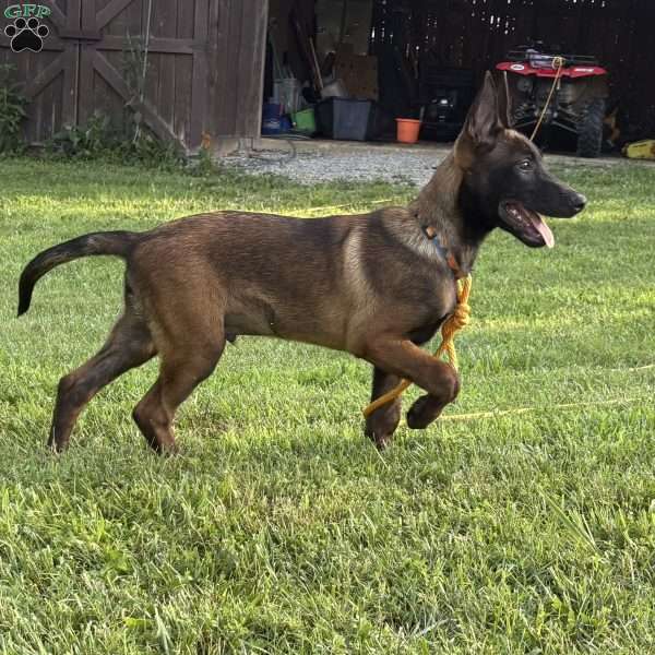 Boston, Belgian Malinois Puppy