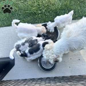 Cloe, Miniature Schnauzer Puppy