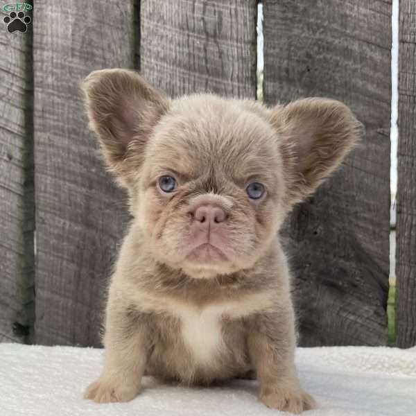Sugar, French Bulldog Puppy