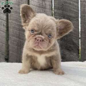 Sugar, French Bulldog Puppy