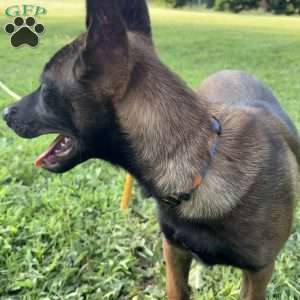 Boston, Belgian Malinois Puppy