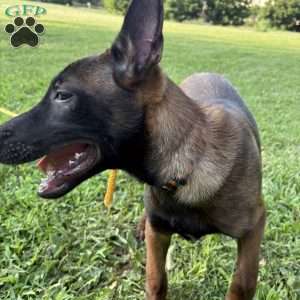 Boston, Belgian Malinois Puppy