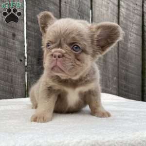 Sugar, French Bulldog Puppy