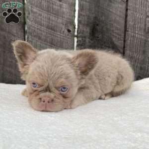 Sugar, French Bulldog Puppy